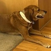 JERSEY- Need a forever home!!