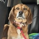 JERSEY- Need a forever home!!