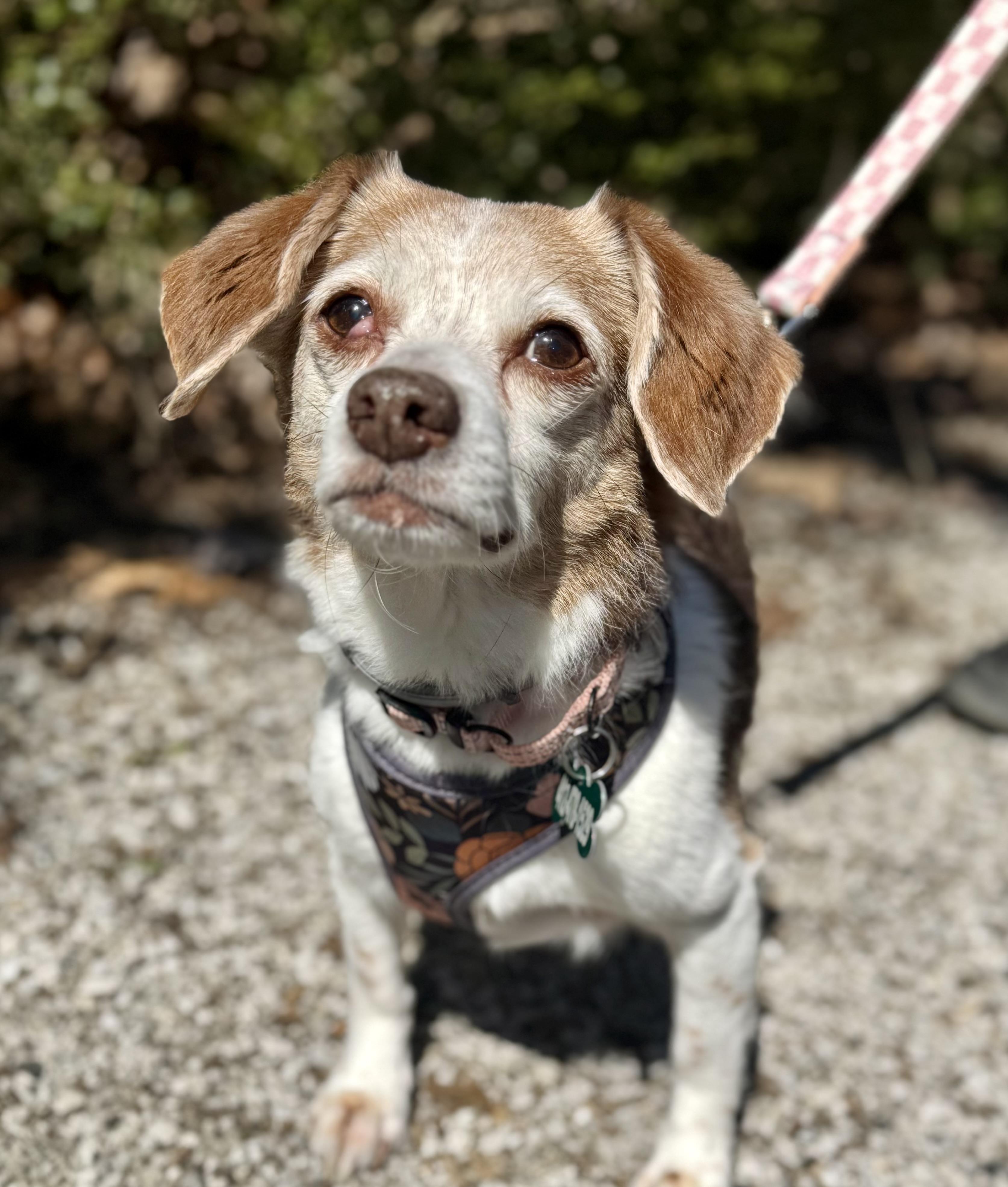 Lily, Adopted, Senior Female Beagle.