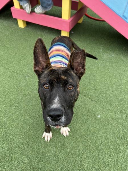 Enlarge Chips, a Adoptable mixed breed in Vallejo, CA image 1/1