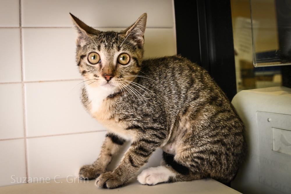 Mystique, Adoptable, Kitten Female Domestic Short Hair.
