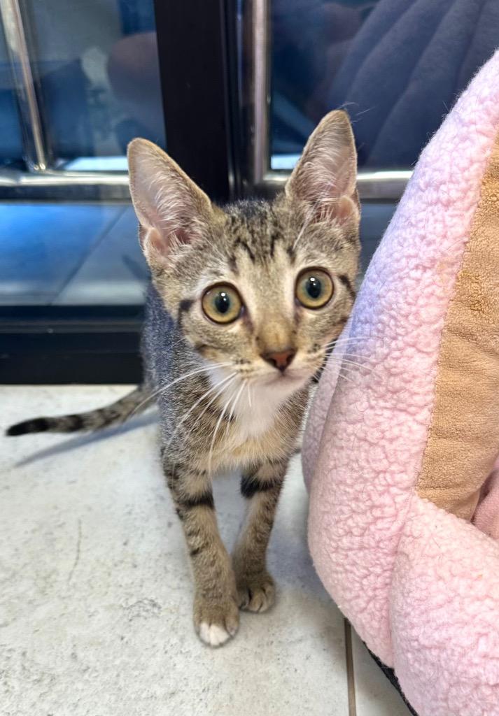 Mystique, a Adoptable mixed breed in New Orleans, LA image 2/4