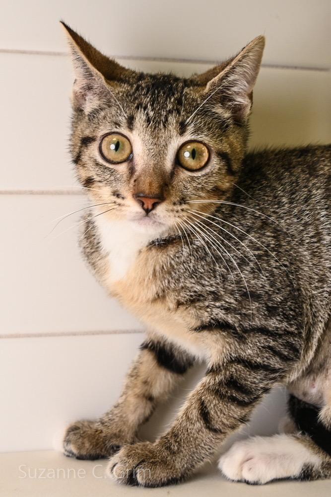 Mystique, a Adoptable mixed breed in New Orleans, LA image 3/4