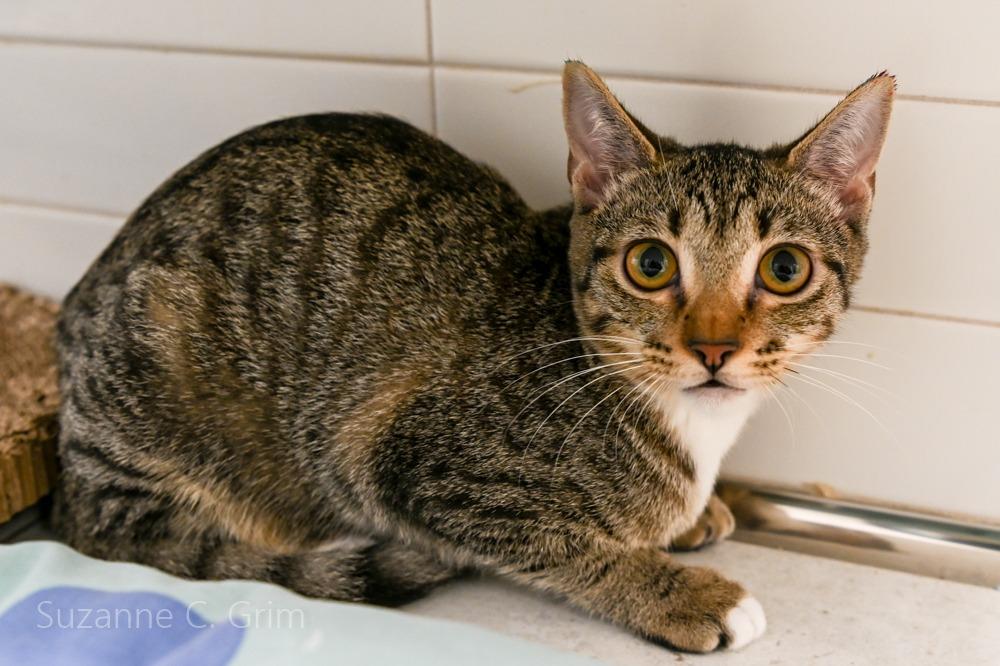 Mystique, a Adoptable mixed breed in New Orleans, LA image 3/4
