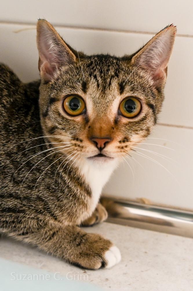 Mystique, a Adoptable mixed breed in New Orleans, LA image 4/4