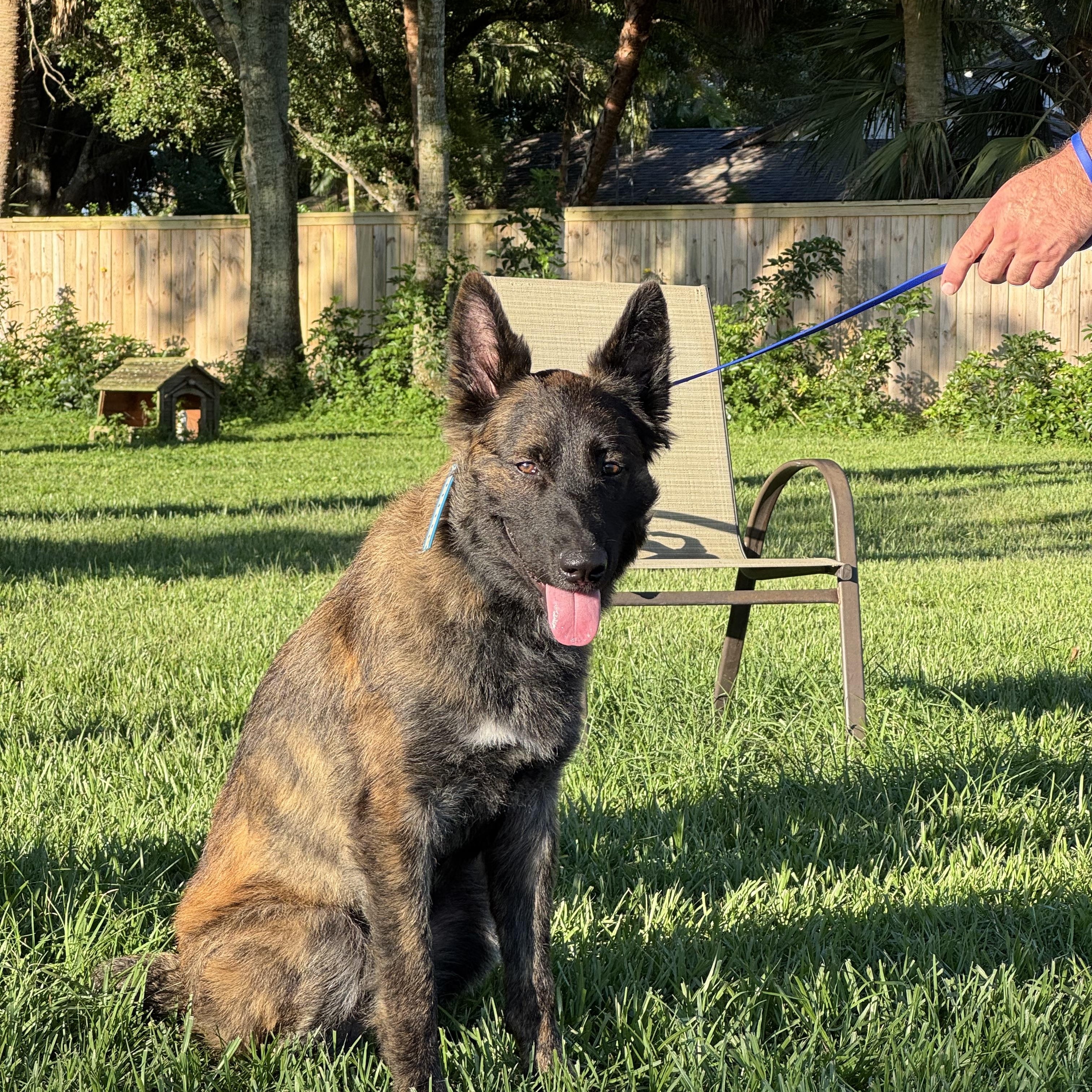 Baloo