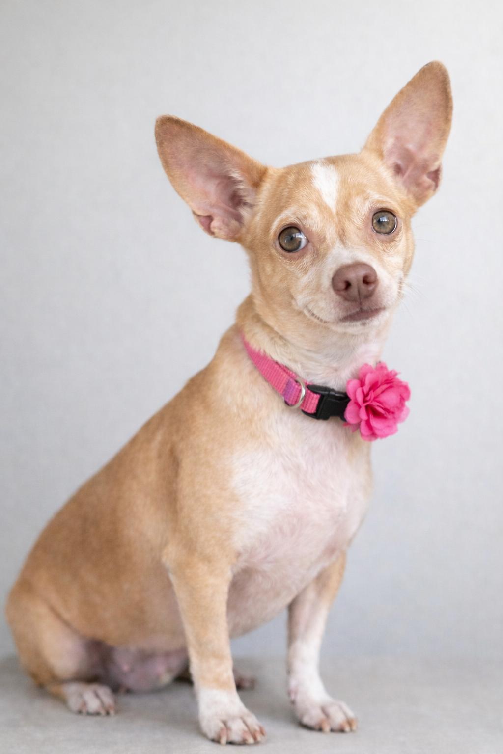 Enlarge Penelope, an adopted mixed breed in Albany, NY image 2/5