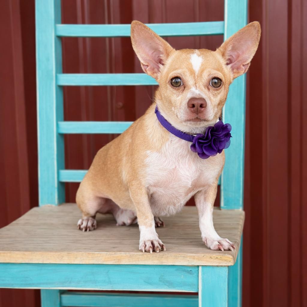 Enlarge Penelope, an adopted mixed breed in Albany, NY image 4/5