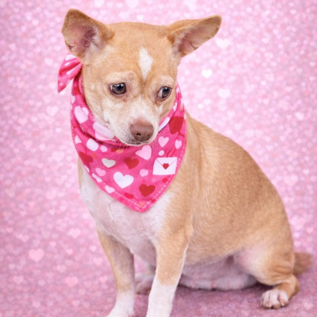 Enlarge Penelope, an adopted mixed breed in Albany, NY image 1/5