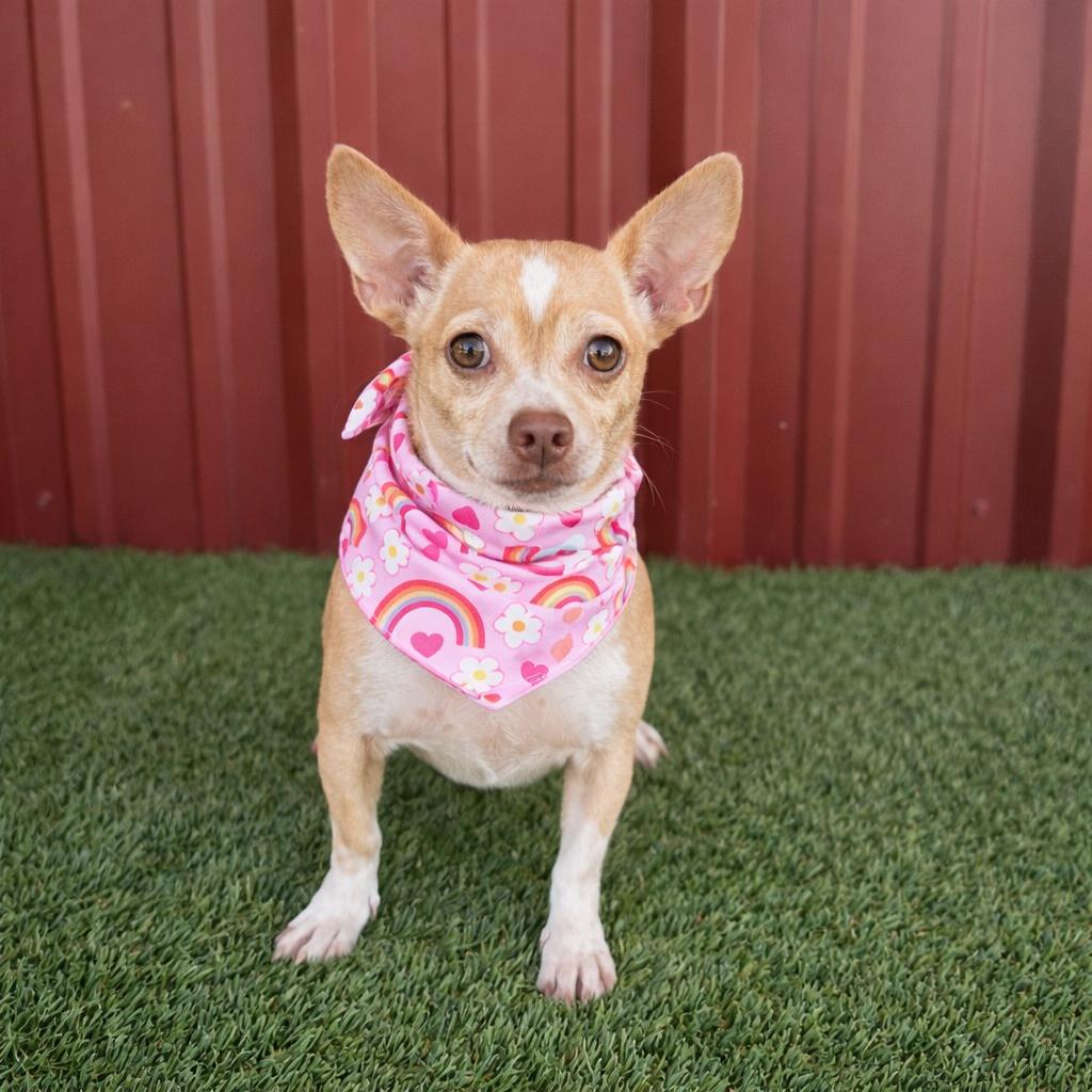 Enlarge Penelope, an adopted mixed breed in Albany, NY image 5/5