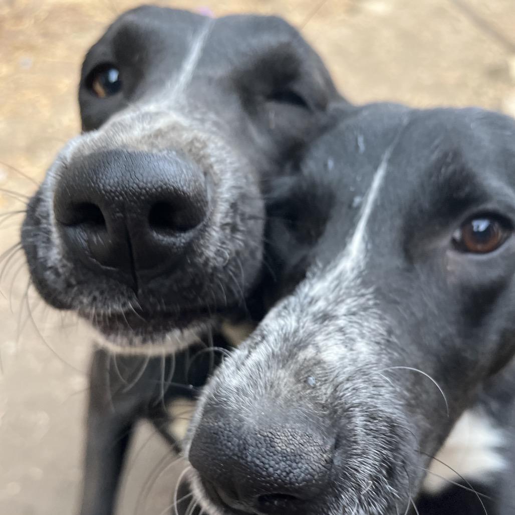 Enlarge Oreo, a Adoptable mixed breed in Smithfield, NC image 1/6