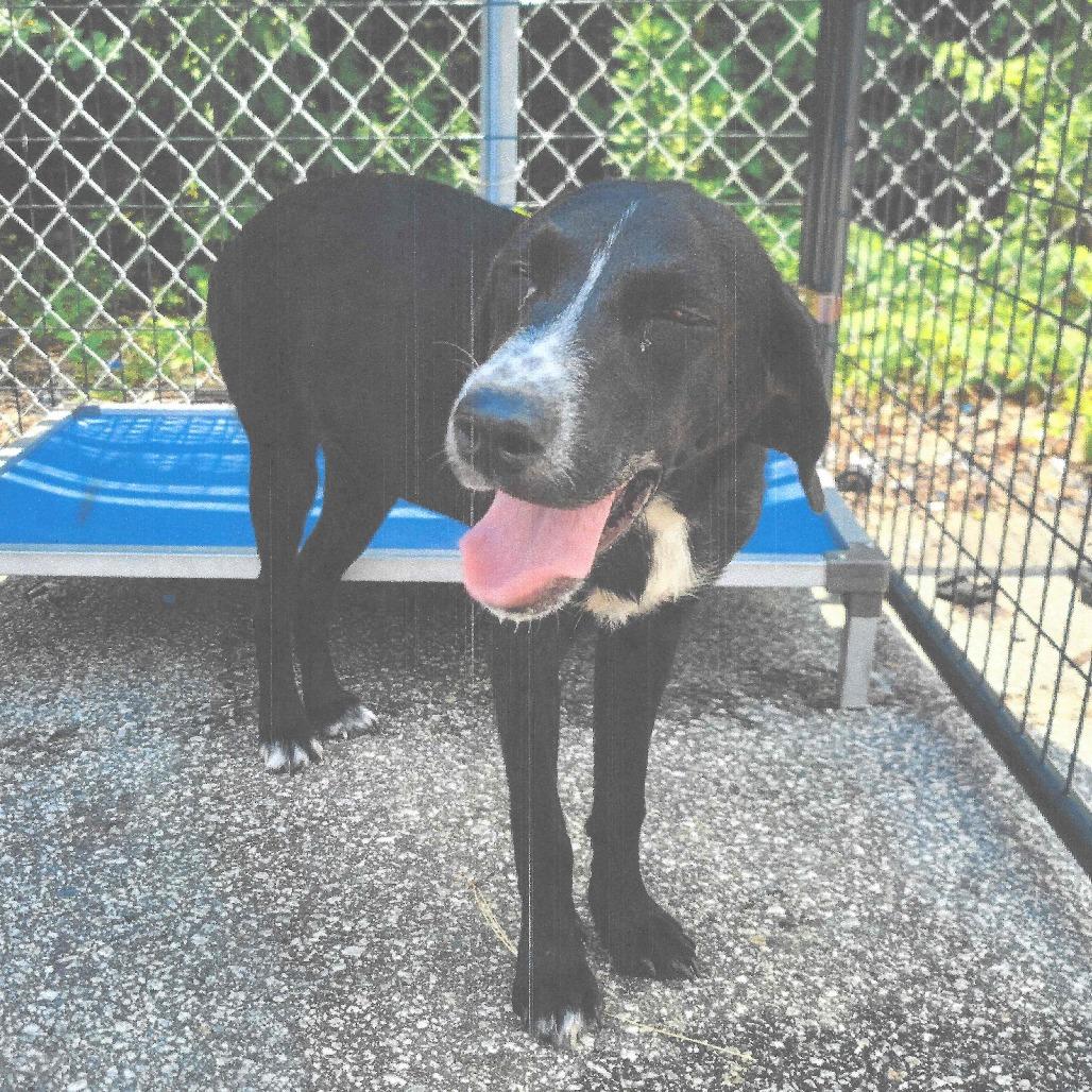 Enlarge Oreo, a Adoptable mixed breed in Smithfield, NC image 1/1