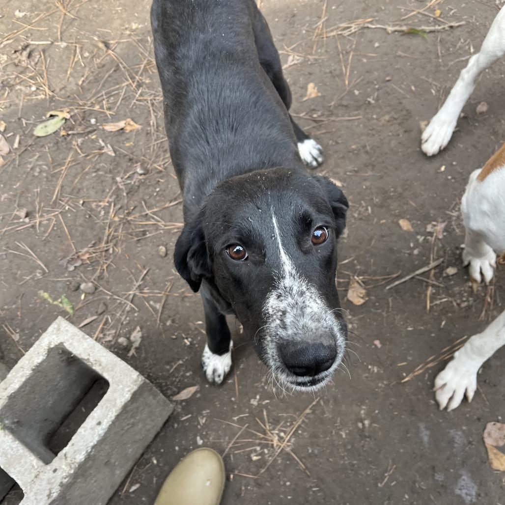 Enlarge Oreo, a Adoptable mixed breed in Smithfield, NC image 3/6