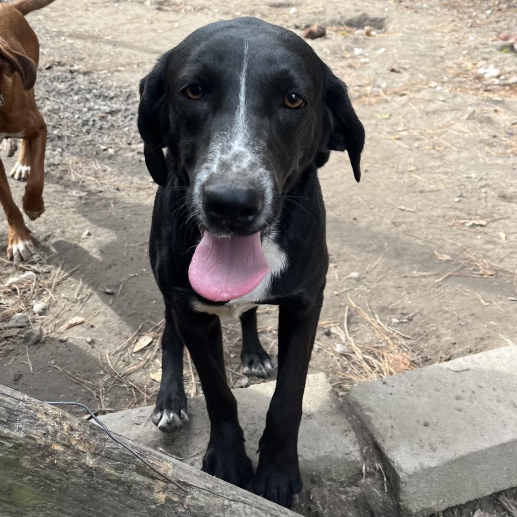 Enlarge Oreo, a Adoptable mixed breed in Smithfield, NC image 4/6