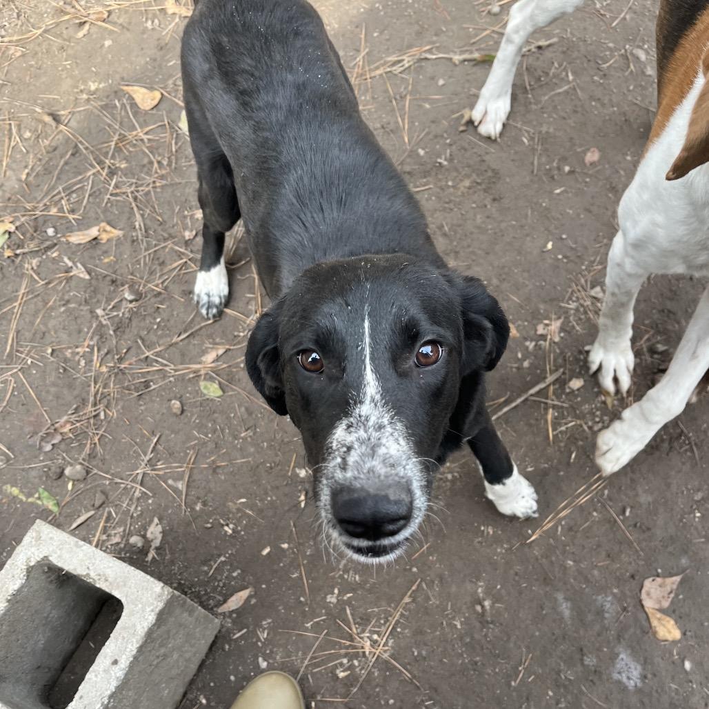 Enlarge Oreo, a Adoptable mixed breed in Smithfield, NC image 5/6
