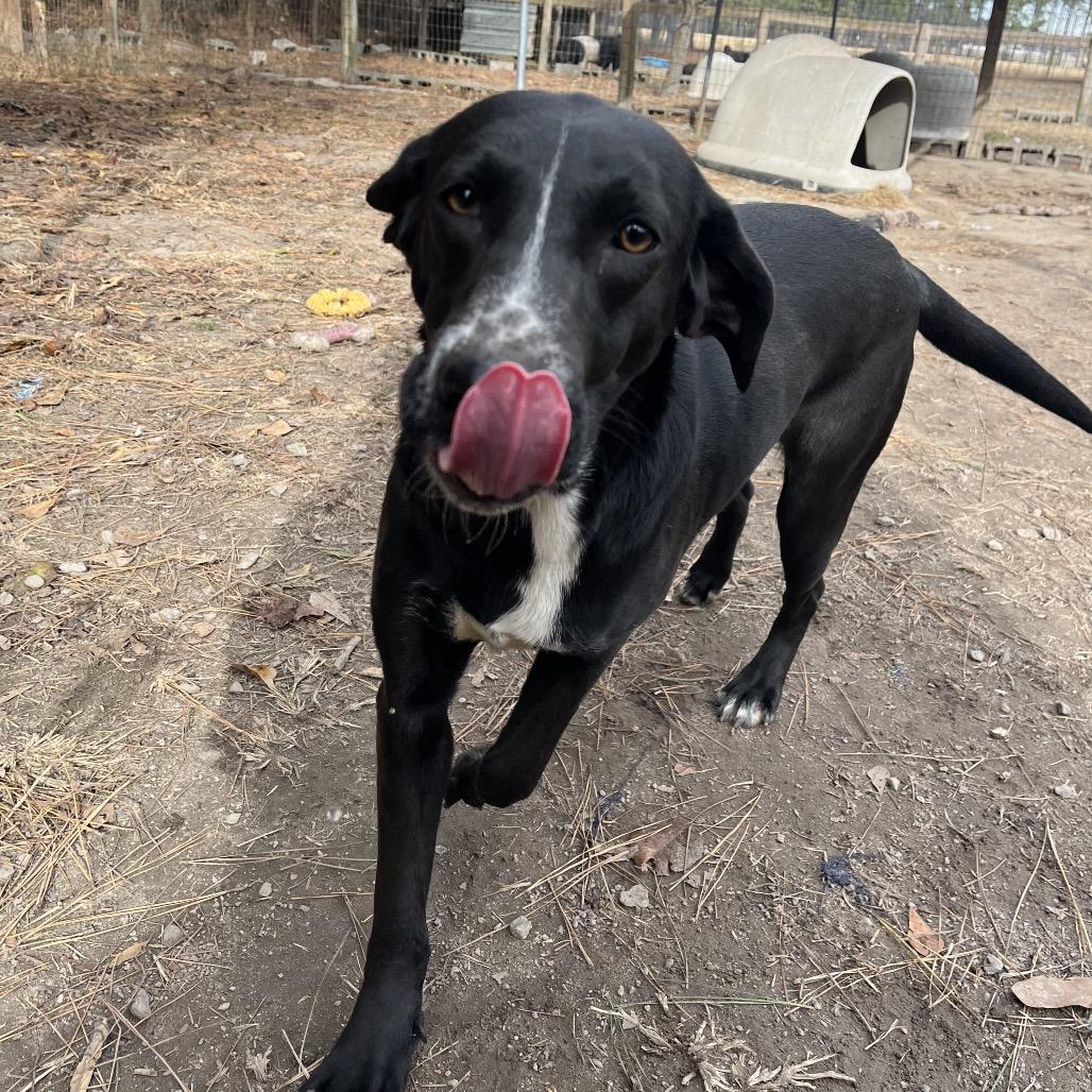Enlarge Oreo, a Adoptable mixed breed in Smithfield, NC image 6/6