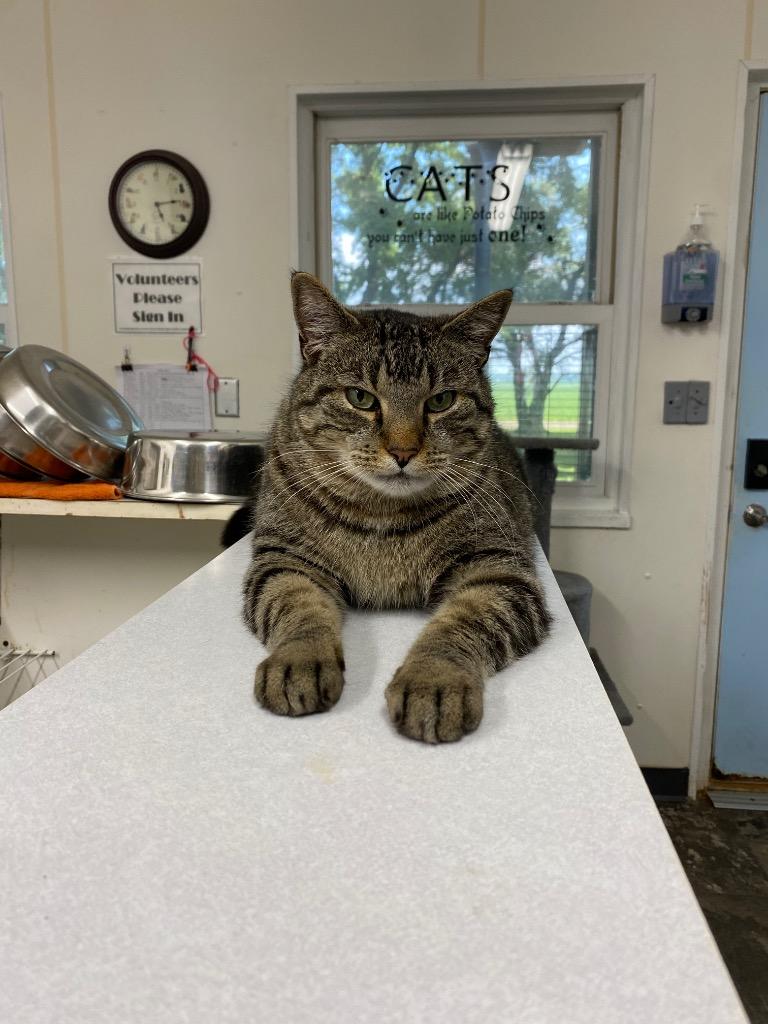 Enlarge Charlie Brown, a Adoptable mixed breed in Bourbonnais, IL image 1/3