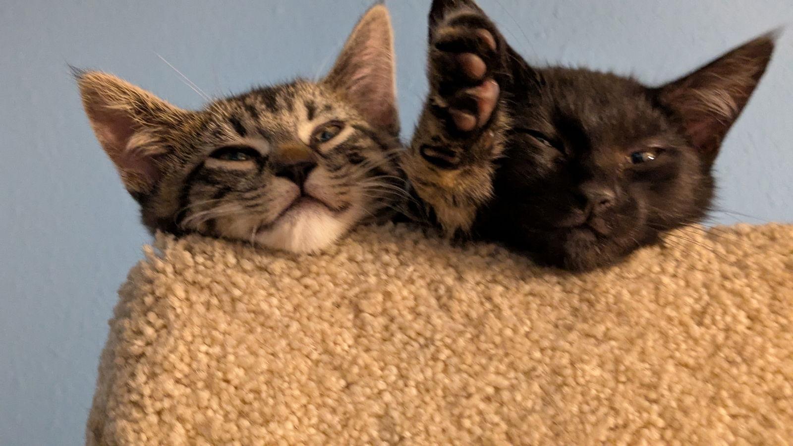 Sesame and Tahini - Best Friend Kittens, a Adopted mixed breed in Hillsboro, OR image 1/3