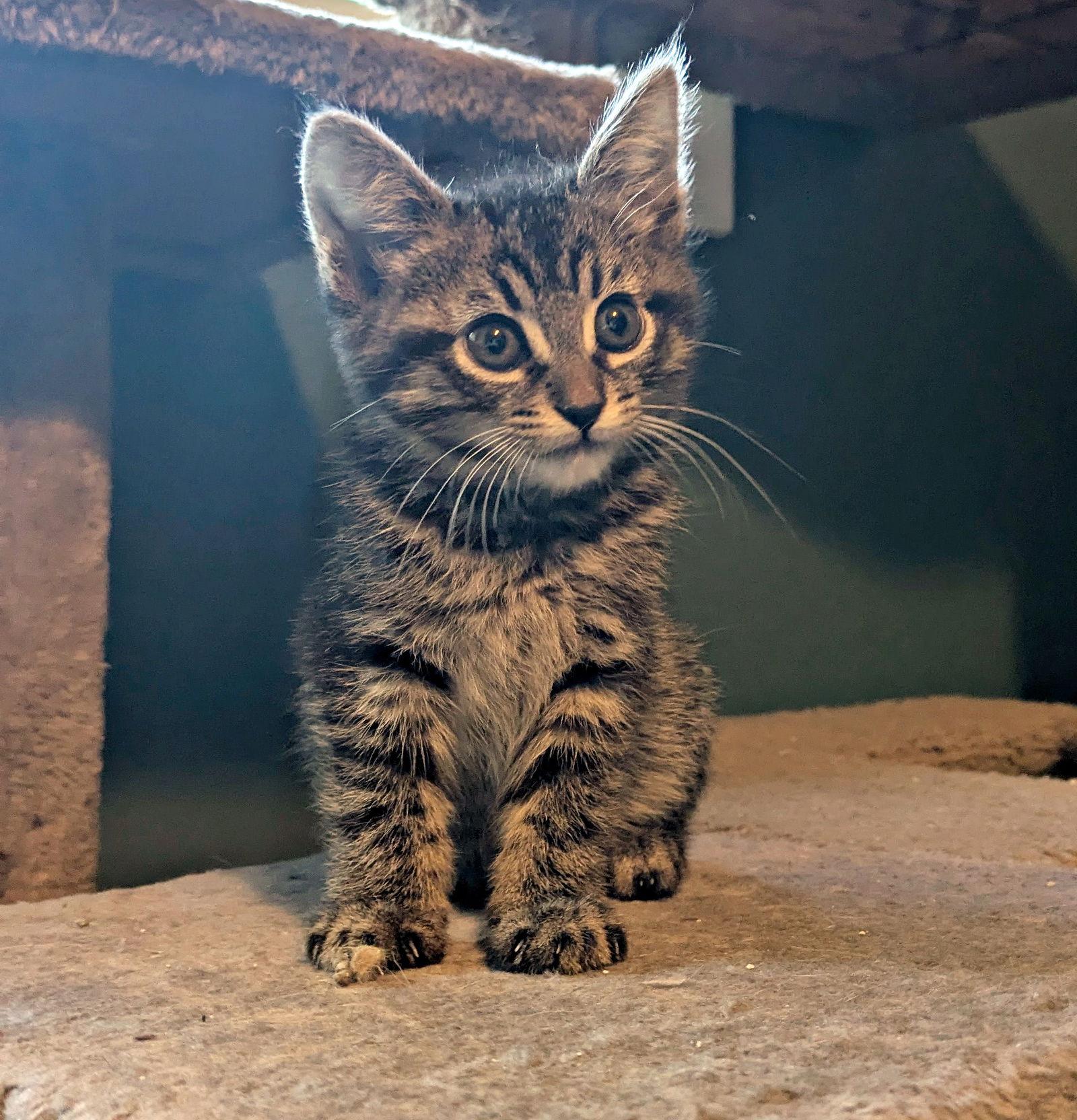 Sesame and Tahini - Best Friend Kittens, a Adopted mixed breed in Hillsboro, OR image 2/3