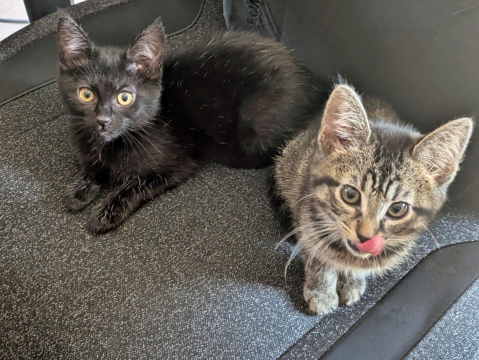 Sesame and Tahini - Best Friend Kittens, Adopted, Young Female Domestic Short Hair & Tabby.