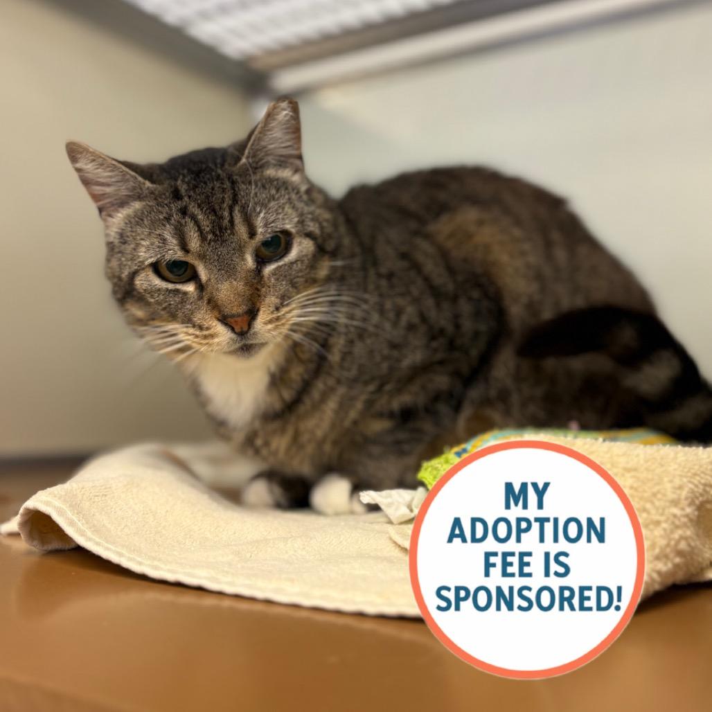 Bluey, Adoptable, Senior Male Domestic Short Hair.