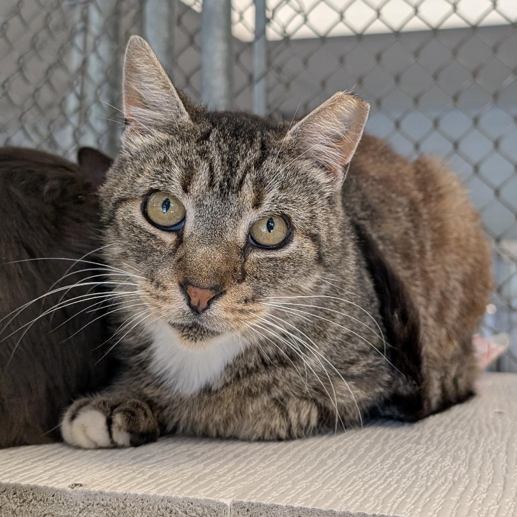 Whopper-IN FOSTER, Adoptable, Senior Male Domestic Short Hair.