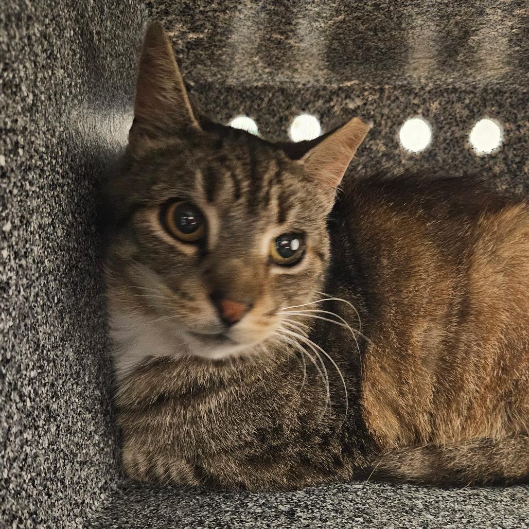 Enlarge Whopper-IN FOSTER, a Adoptable Domestic Short Hair in Birdsboro, PA image 2/3