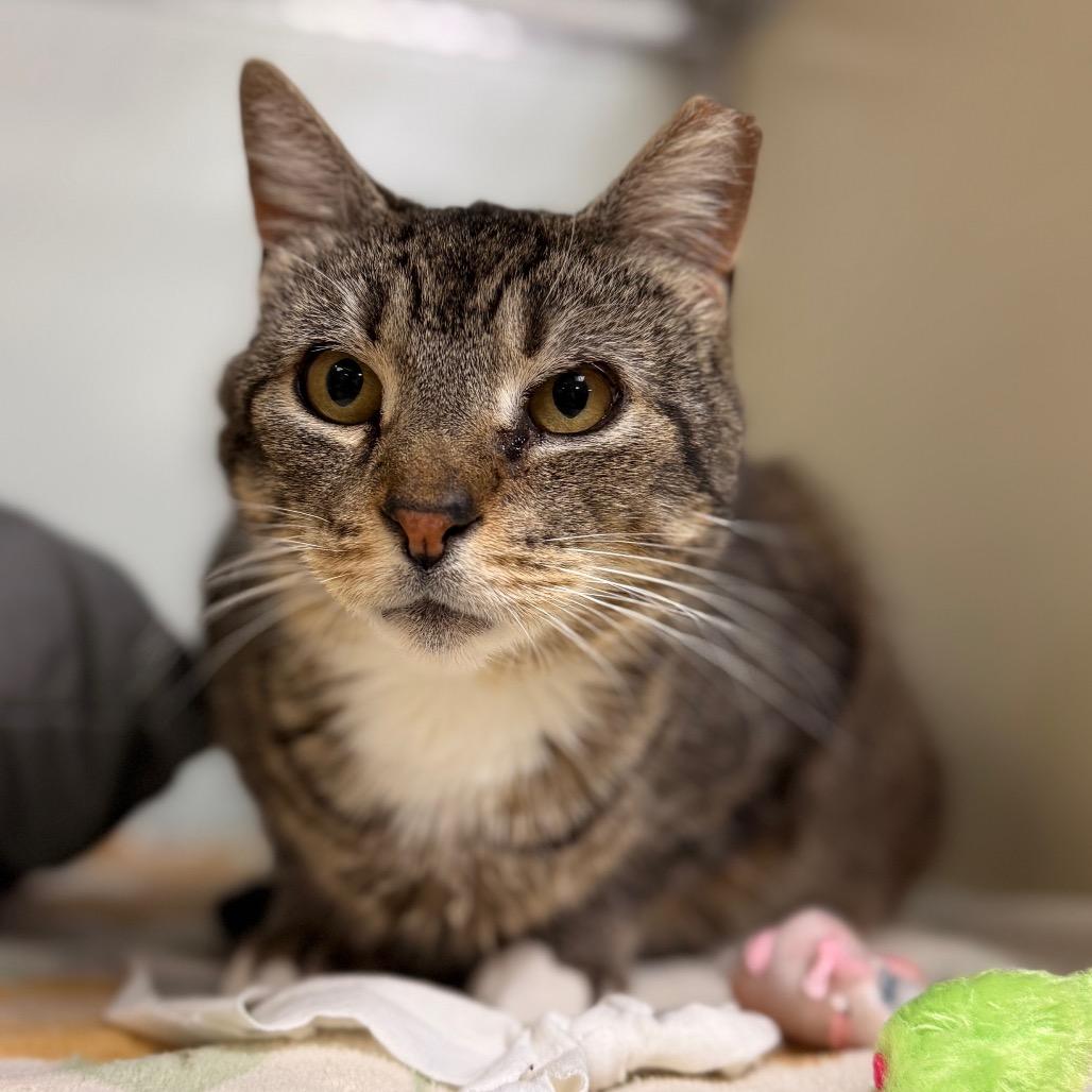 Bluey — thumbnail 4