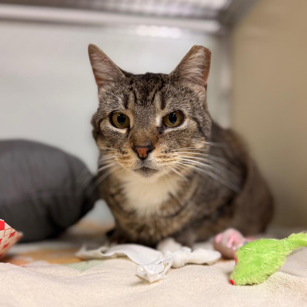 Bluey — thumbnail 6