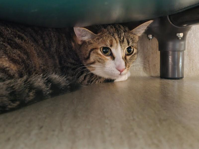 Reagan, Adoptable, Adult Female Domestic Short Hair.