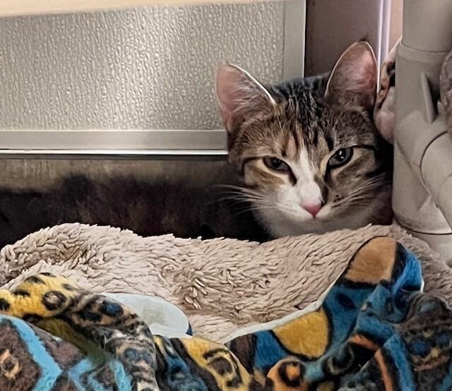 Enlarge Reagan, a Adoptable Domestic Short Hair in Arlington, WA image 2/4