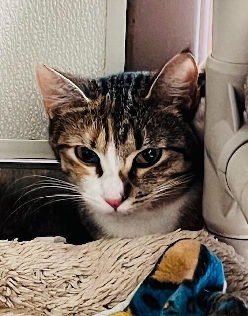 Enlarge Reagan, a Adoptable Domestic Short Hair in Arlington, WA image 3/4