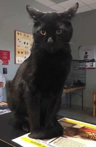 Buddha, an adoptable Domestic Short Hair in ALPINE, TX, 79830 | Photo Image 3