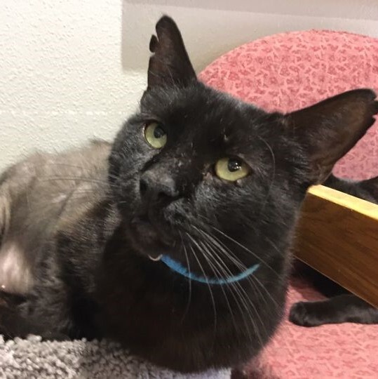 Buddha, an adoptable Domestic Short Hair in ALPINE, TX, 79830 | Photo Image 4