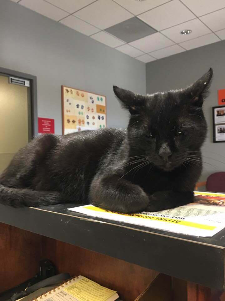 Buddha, an adoptable Domestic Short Hair in ALPINE, TX, 79830 | Photo Image 5