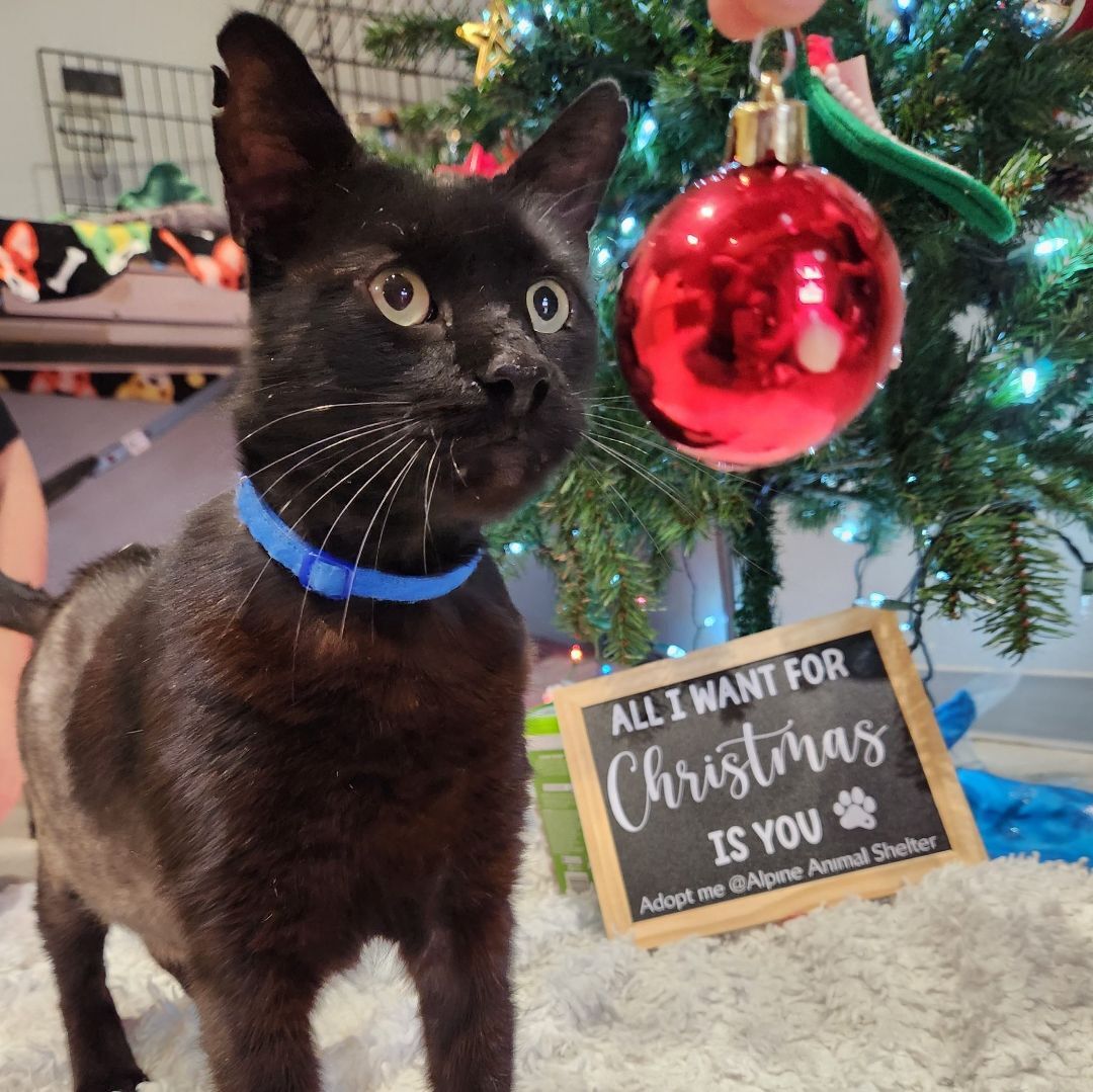 Buddha, an adoptable Domestic Short Hair in ALPINE, TX, 79830 | Photo Image 2