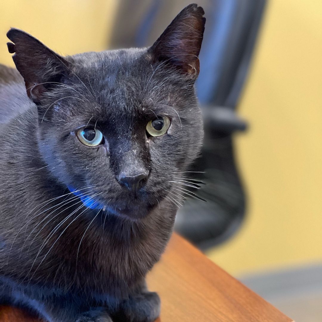 Enlarge Buddha, a Adoptable mixed breed in ALPINE, TX image 2/5