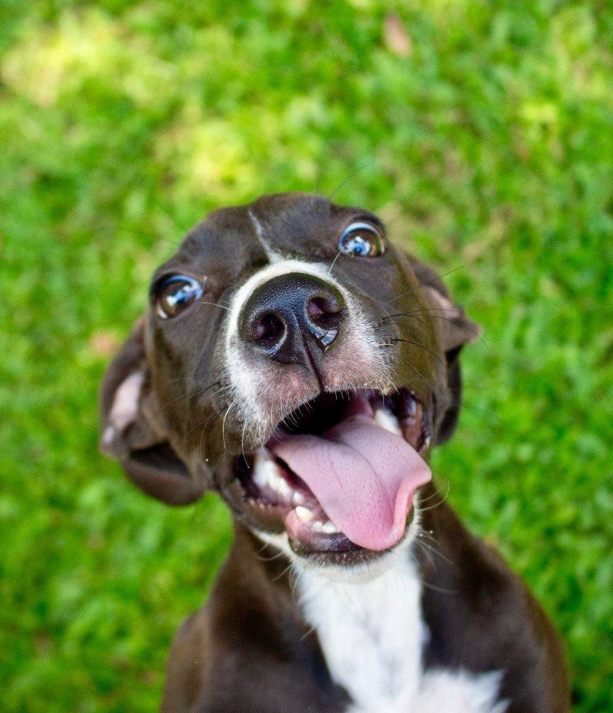 Marley2, Adoptable, Young Female Terrier & Terrier.