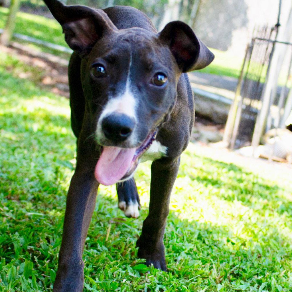 Enlarge Marley2, a Adoptable mixed breed in Bloomfield, CT image 2/3