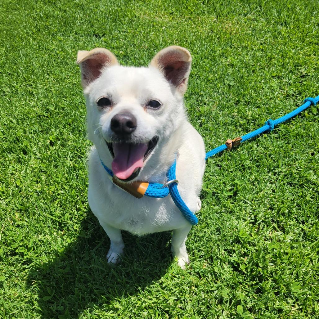 Enlarge Buster, a Adoptable mixed breed in Hawthorne, CA image 1/4