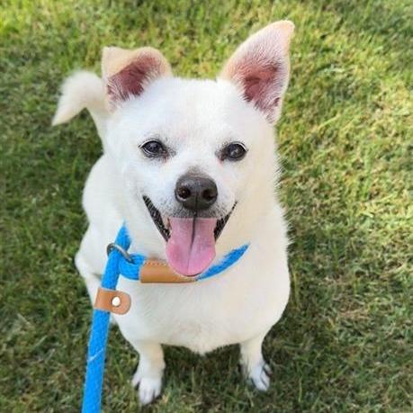 Enlarge Buster, a Adoptable mixed breed in Hawthorne, CA image 2/4