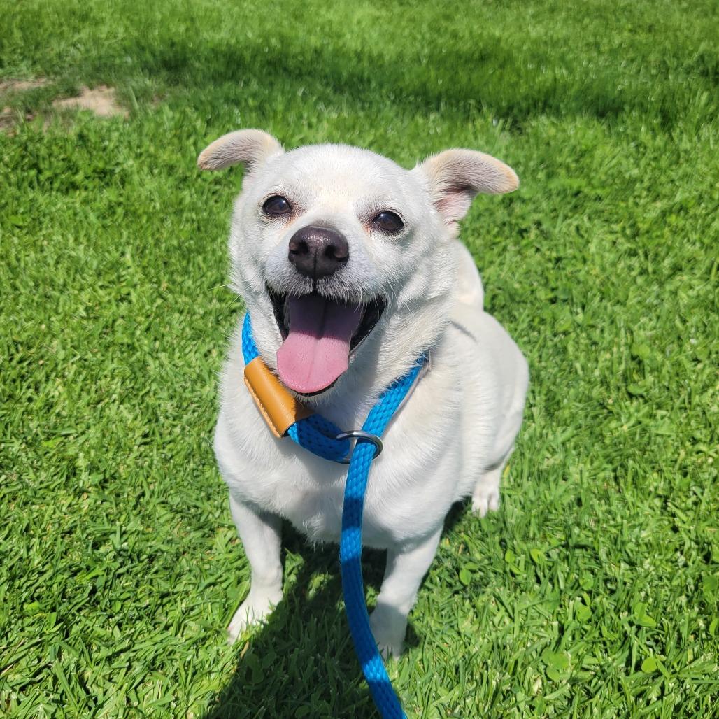 Enlarge Buster, a Adoptable mixed breed in Hawthorne, CA image 3/4