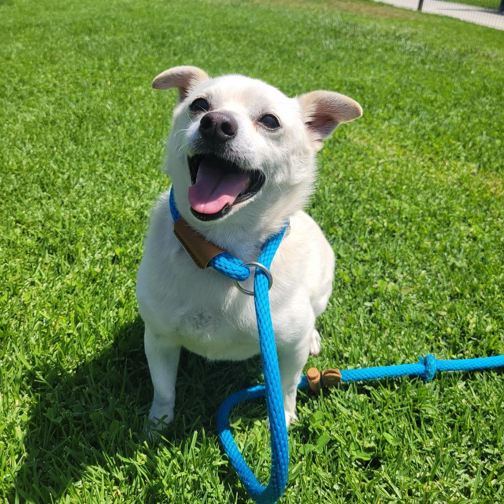Enlarge Buster, a Adoptable mixed breed in Hawthorne, CA image 4/4