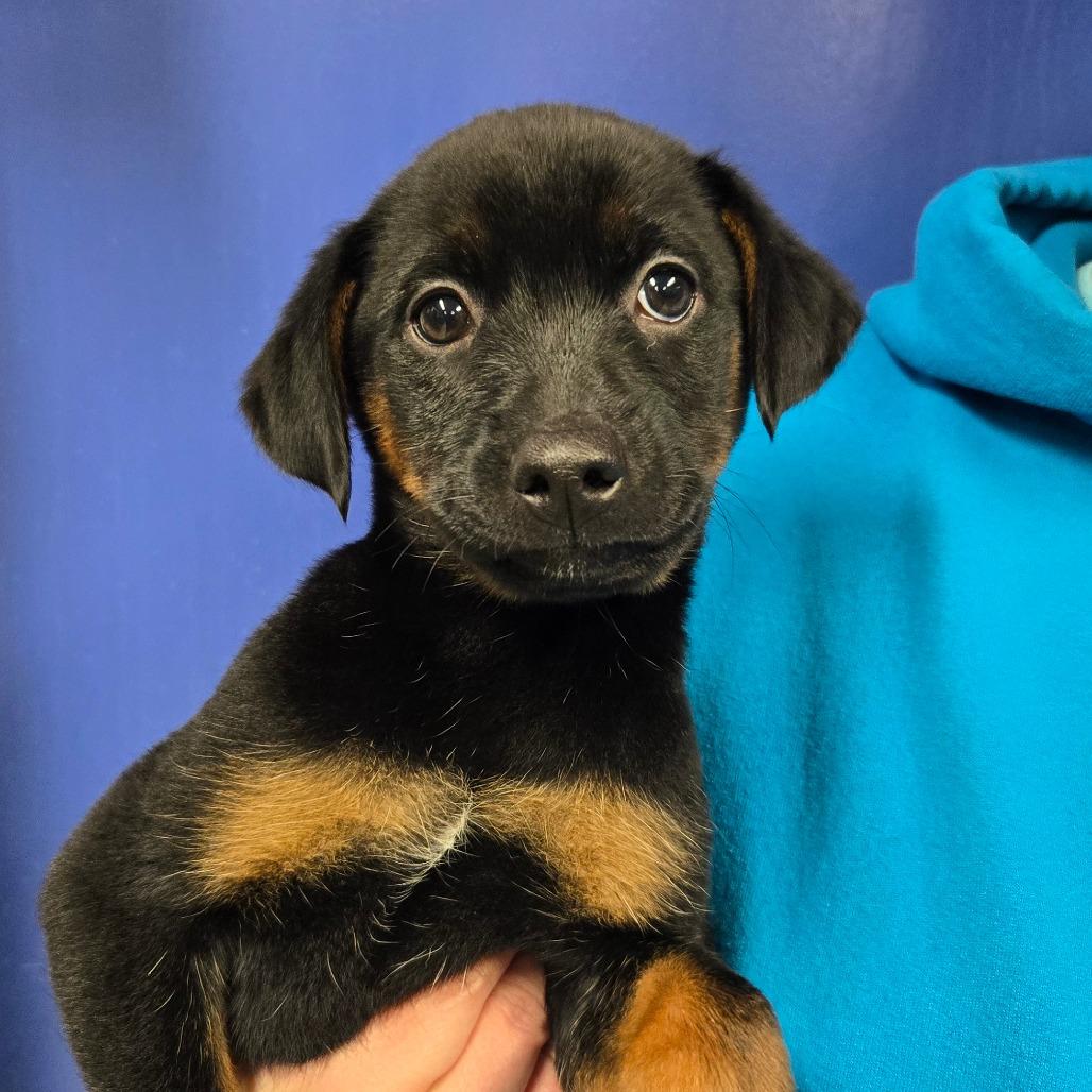 Enlarge CT Luge, a Adoptable mixed breed in Stormville, NY image 1/6