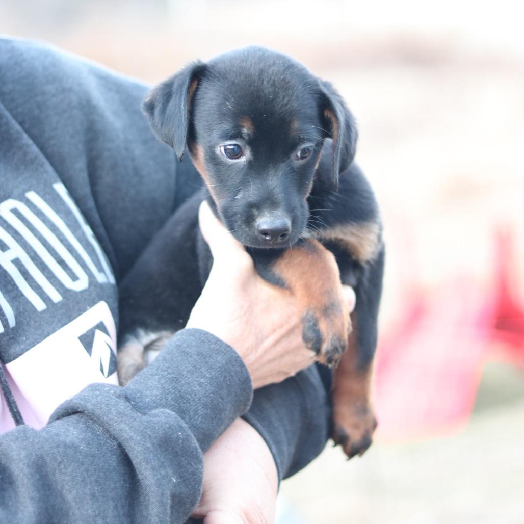 Enlarge CT Luge, a Adoptable mixed breed in Stormville, NY image 4/6