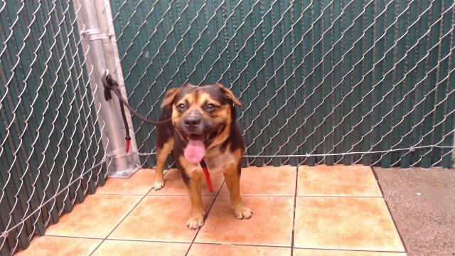 RANGER, Adoptable, Young Male German Shepherd Dog & Mixed Breed.