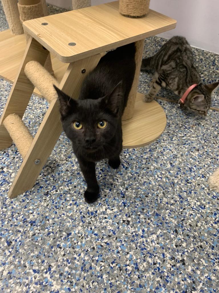 Shadow, Adoptable, Young Female Domestic Short Hair.