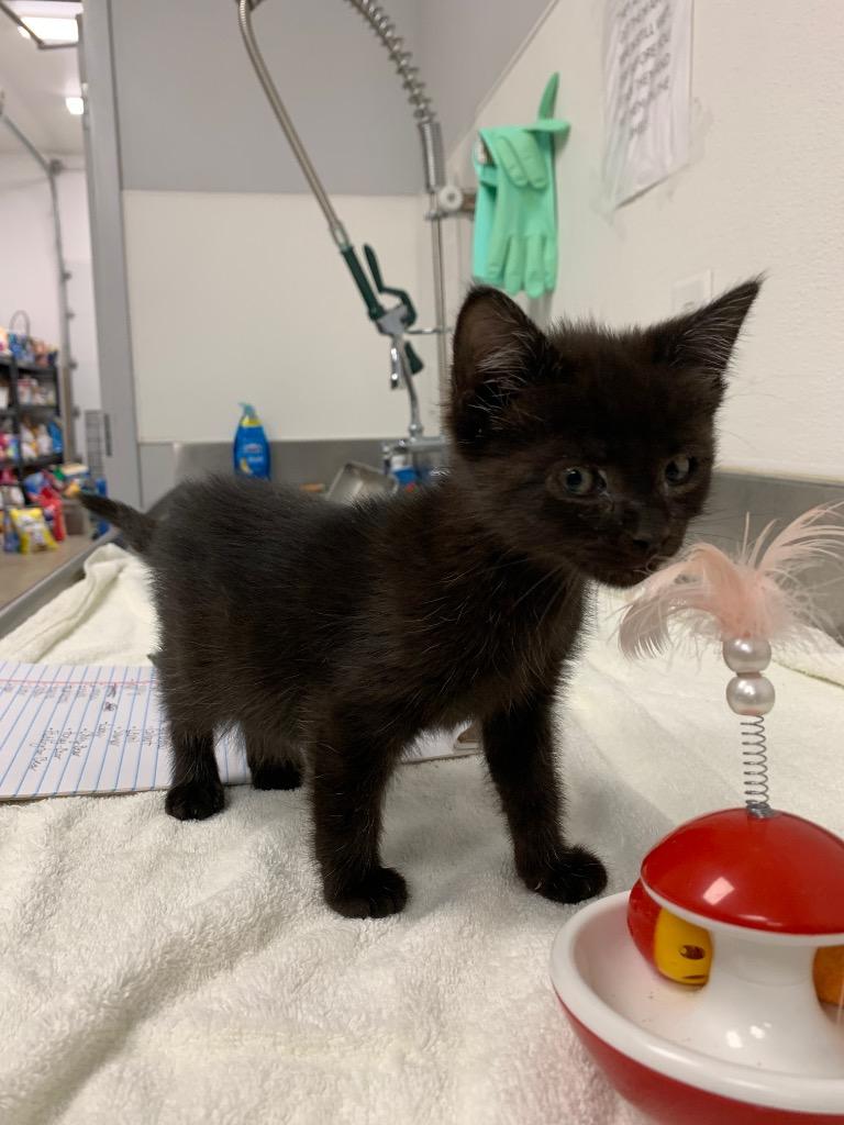 Enlarge Shadow, a Adoptable mixed breed in Angola, IN image 2/3