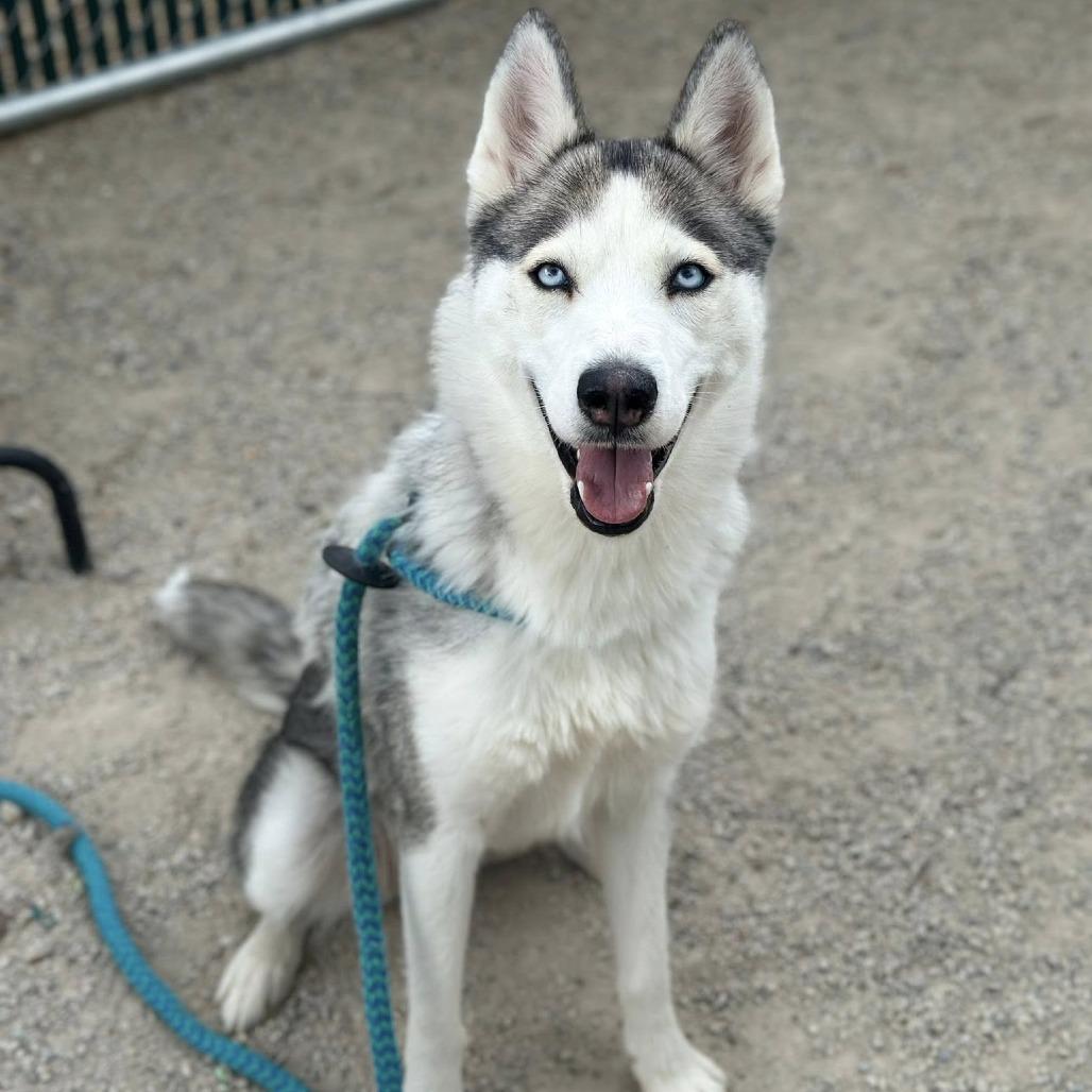 Enlarge Zormzye, a Adoptable mixed breed in Conshohocken, PA image 1/4