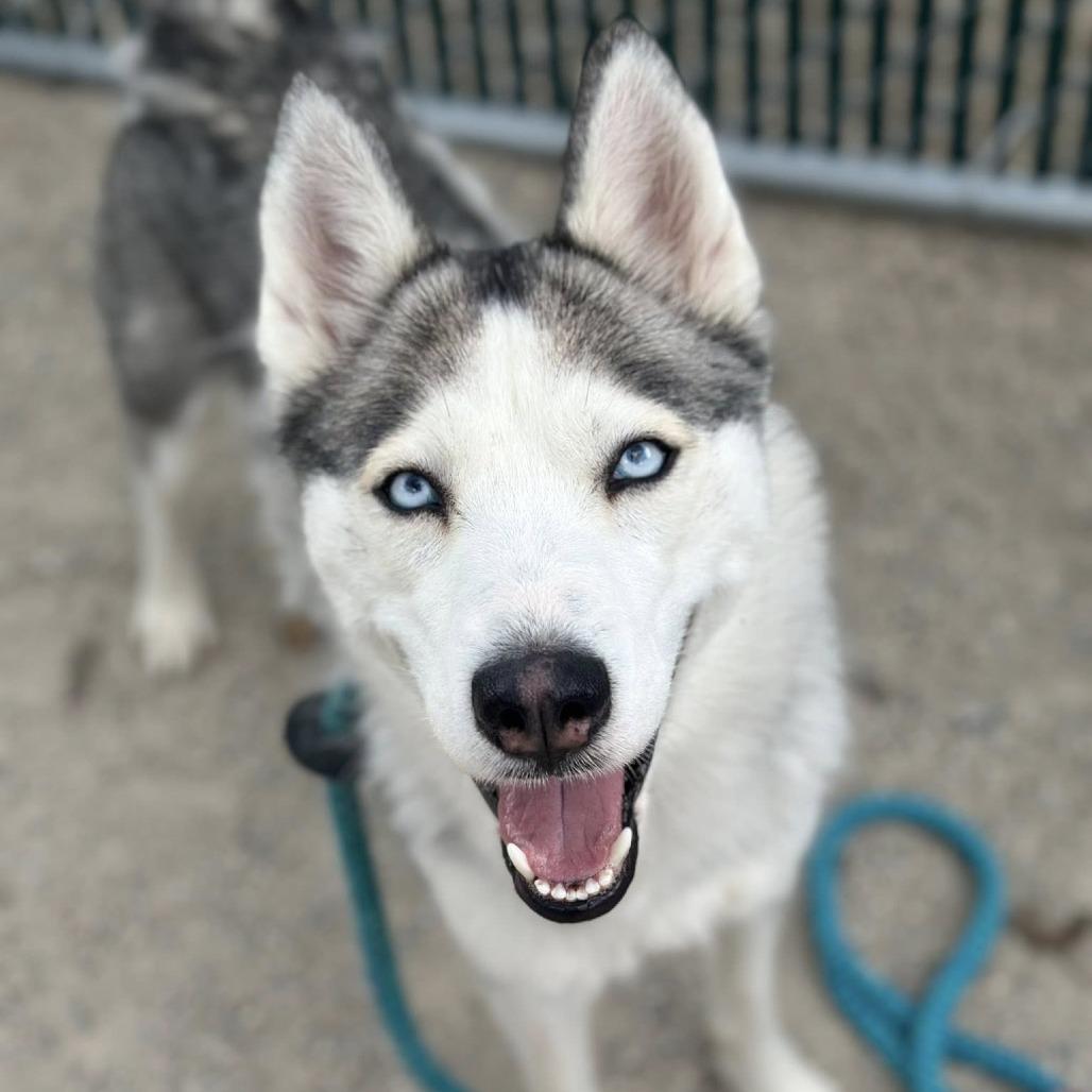 Enlarge Zormzye, a Adoptable mixed breed in Conshohocken, PA image 2/4